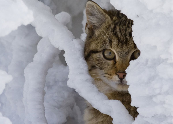 cats-and-snow-3 (600x430, 37Kb)