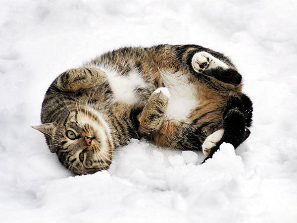 cats-and-snow-5 (600x450, 51Kb)
