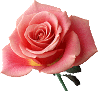 rose (200x187, 19Kb)