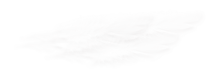 97398909_CharlieNco_Sweet_Valentine_Feathers_flat.png