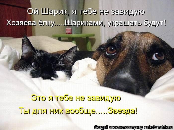 kotomatritsa_JT (700x525, 68Kb)