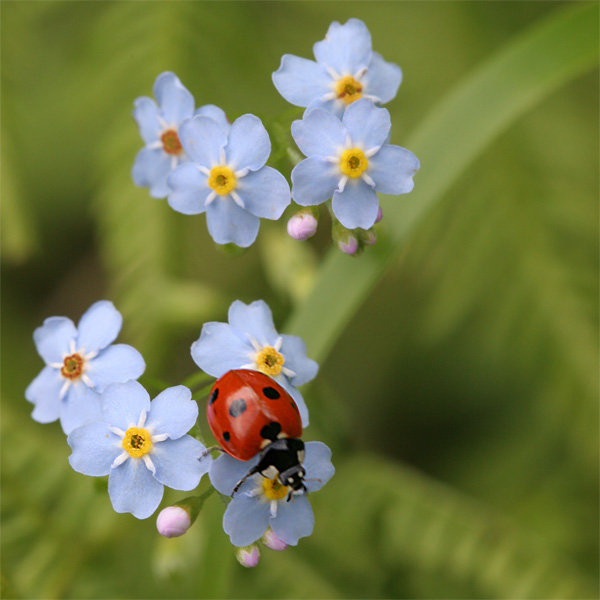 ladybugs (600x600, 61Kb)