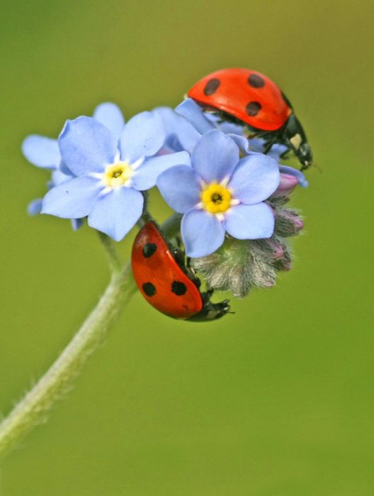 ladybugs-2 (528x700, 35Kb)