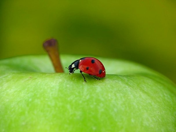 ladybugs-5 (608x456, 29Kb)