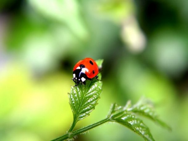 ladybugs-10 (609x457, 34Kb)