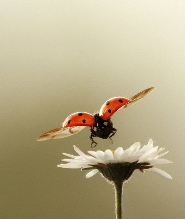 ladybugs-13 (591x700, 34Kb)