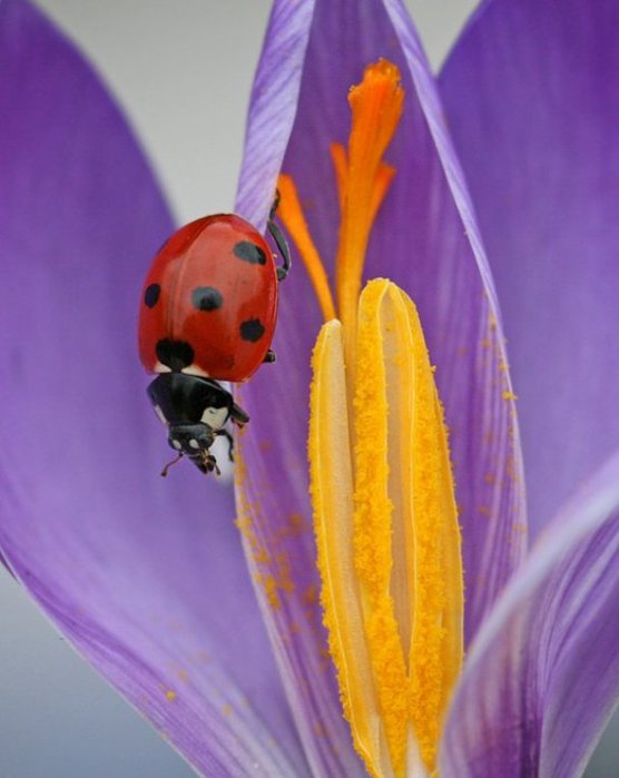 ladybugs-27 (556x700, 48Kb)