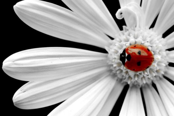 ladybugs-30 (609x404, 38Kb)