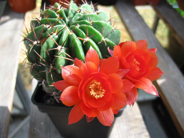 Echinopsis_maximiliana1PCJO (600x450, 58Kb)