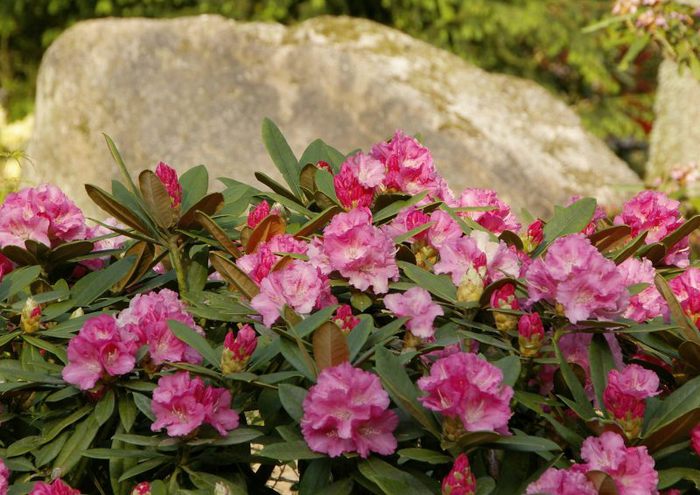 Рододендроновый парк-Westerstede Rhododendronpark. 87188