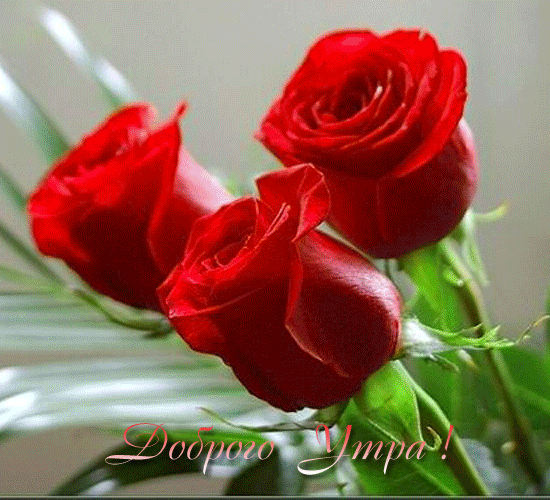 91727257_60764776_59123443_55987917_55884646_54936418_dobrogo__utra__horoshego_dnya_otlichnogo_nastroeniya (550x500, 792Kb)