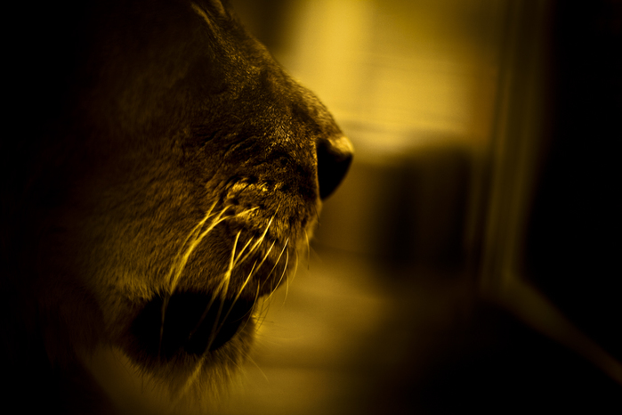 5 (700x466, 176Kb)