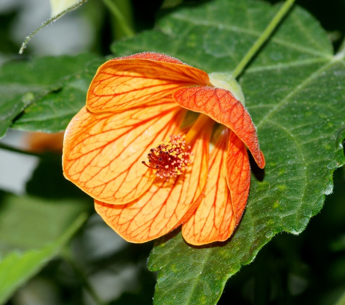 Abutilon-3 (700x618, 315Kb)