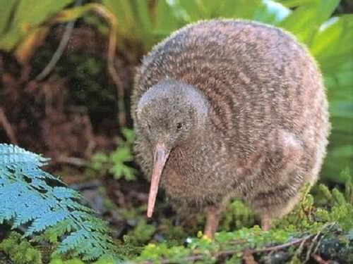 kiwi20bird (500x375, 77Kb)