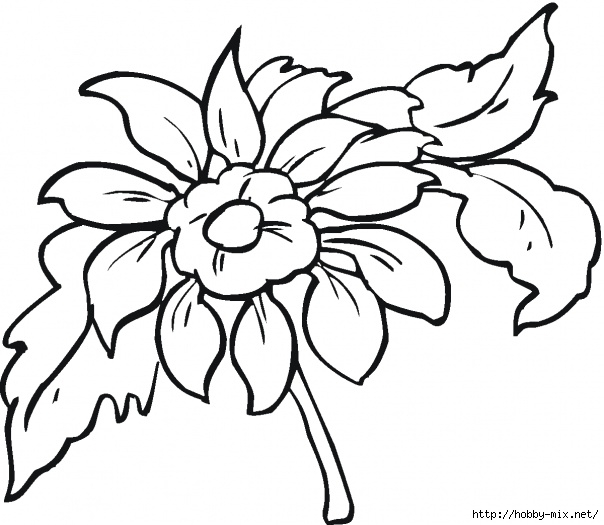 dahlia-2-coloring-page (604x525, 152Kb)