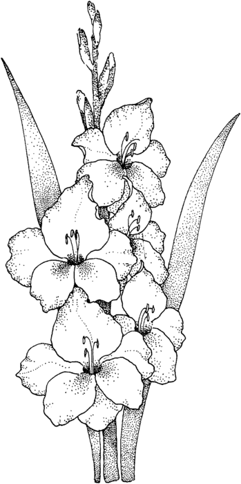 gladiolus-1-coloring-page (349x700, 53Kb)