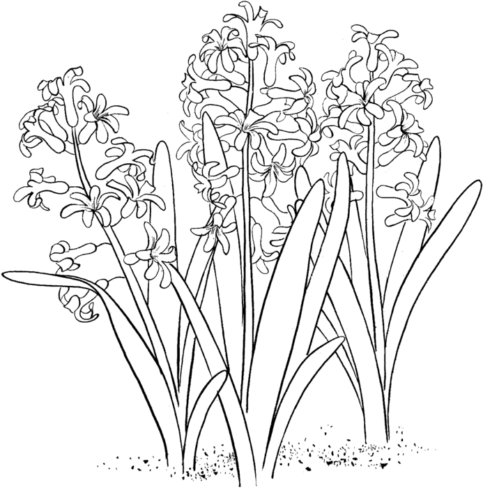 hyacinth-1-coloring-page (693x700, 98Kb)