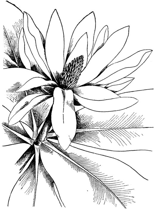 magnolia-4-coloring-page (517x700, 96Kb)