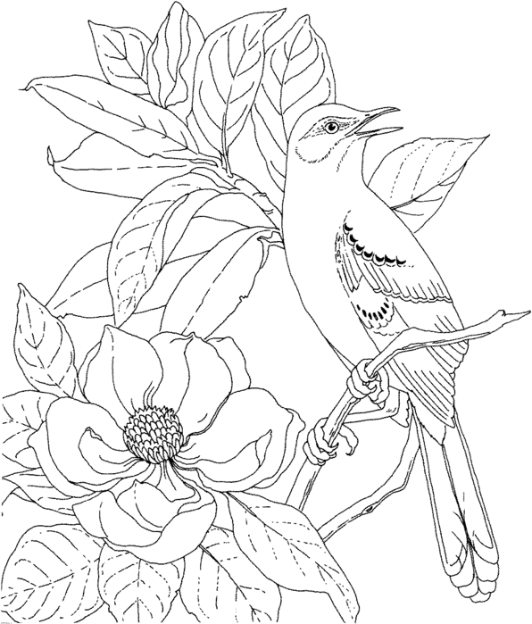 magnolia-and-bird-coloring-page (596x700, 80Kb)