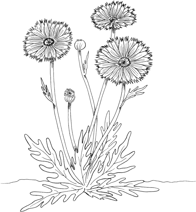 marigold-5-coloring-page (647x700, 84Kb)