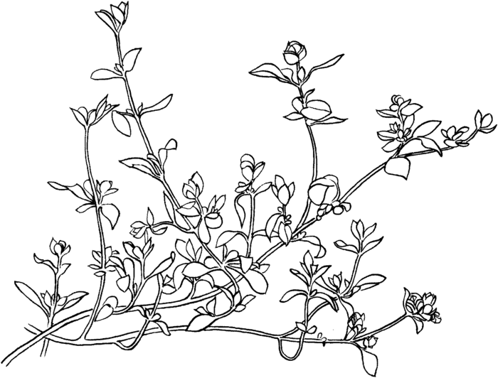 marjoram-1-coloring-page (700x532, 67Kb)