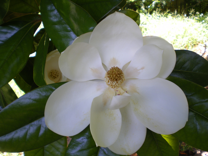 Magnolia_grandiflora_flower (700x525, 404Kb)