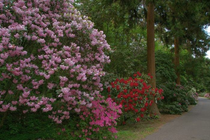 Рододендроновый парк-Westerstede Rhododendronpark. 32418