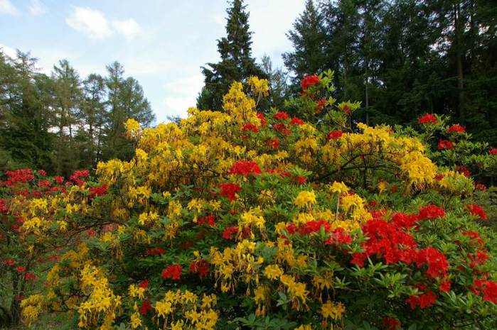 Рододендроновый парк-Westerstede Rhododendronpark. 17681