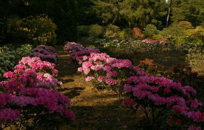 Рододендроновый парк-Westerstede Rhododendronpark. 13275