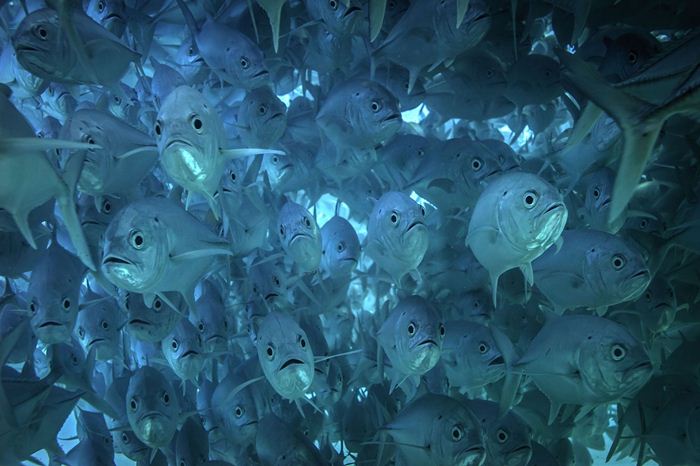 Видео и фотографии подводного феномена Фотографии