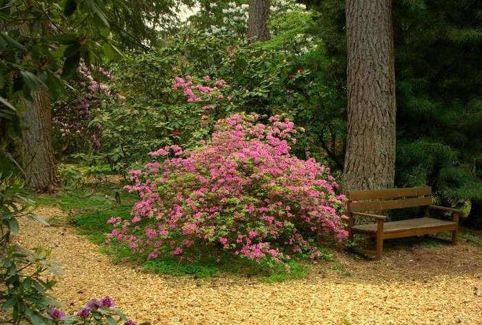 Рододендроновый парк-Westerstede Rhododendronpark. 95834