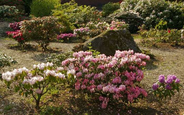 Рододендроновый парк-Westerstede Rhododendronpark. 21820