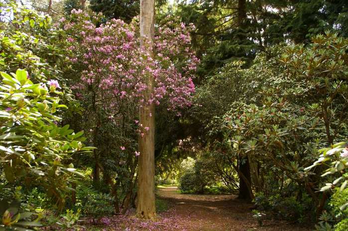 Рододендроновый парк-Westerstede Rhododendronpark. 21724