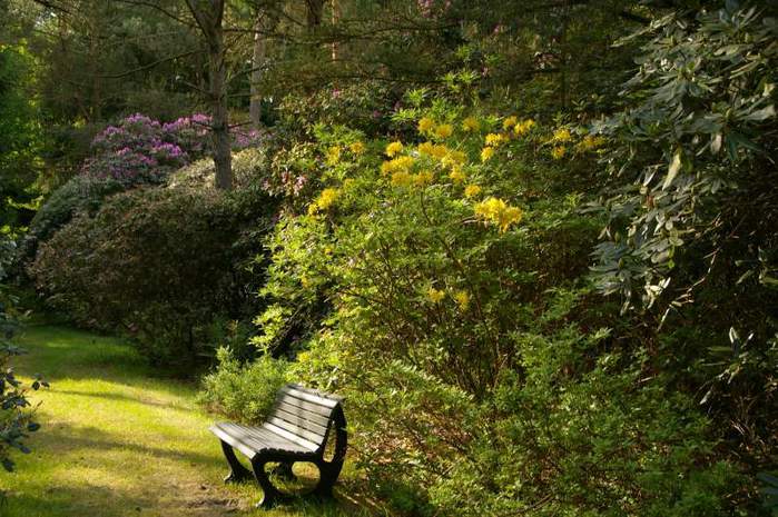 Рододендроновый парк-Westerstede Rhododendronpark. 24577