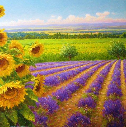 gerhard_nesvadba_sunflowers_lavender (477x480, 53Kb)