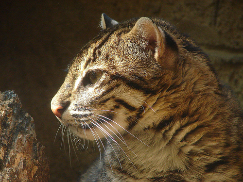 Felis viverrina_4 (500x375, 160Kb)