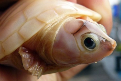 3132812_1361945683_zhivotnyealbinosy8 (500x333, 23Kb)