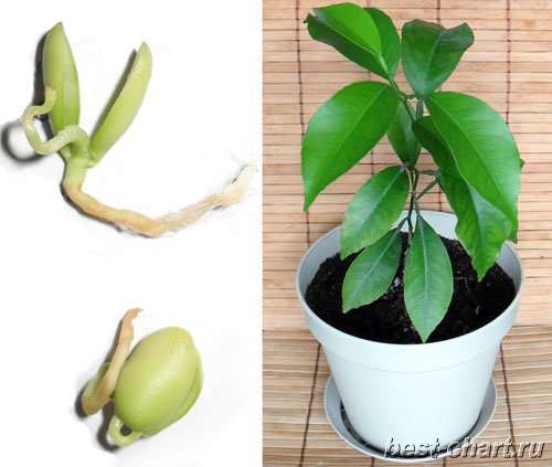 Комнатный мандарин: выращивание в домашних условиях