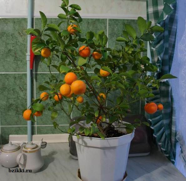 Как вырастить мандарин в домашних условиях, из косточки, что бы были плоды.