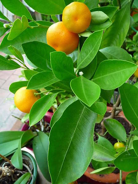 Лучшие сорта апельсинов для выращивания в России