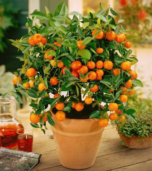 Кумкват: «Золотой апельсин» — секреты выращивания в домашних условиях