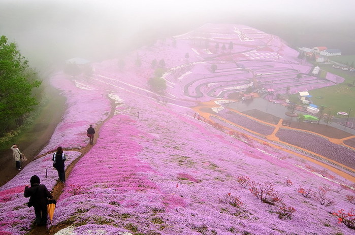 Холм Shibazakura цветение флоксов 1 (700x463, 106Kb)
