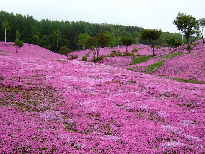 Холм Shibazakura цветение флоксов 5 (700x525, 171Kb)
