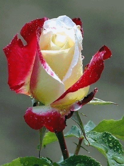 98146525_73220739_0469c39ea35035fb3665397d47ce55681 (412x550, 470Kb)