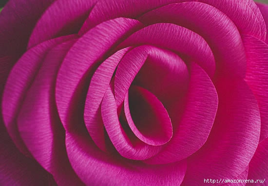 роза из гофрированной бумаги (15) (550x383, 106Kb)