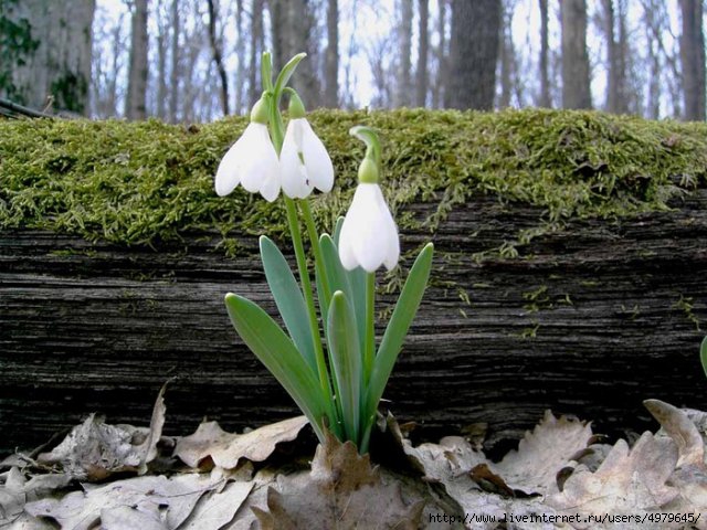 4979645_4303c393a758 (640x480, 205Kb)