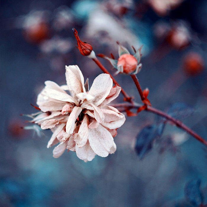 1 (700x700, 65Kb)
