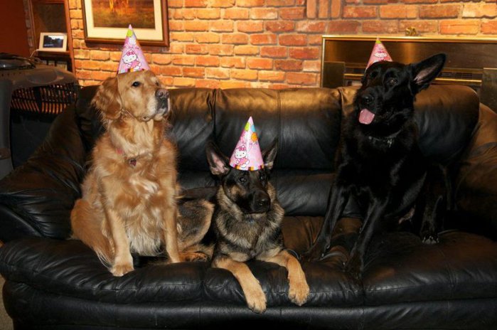 1363203826_funny_animals_20130313_02542_002 (700x464, 66Kb)