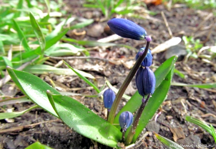 4800487_IMG_1514 (700x481, 282Kb)