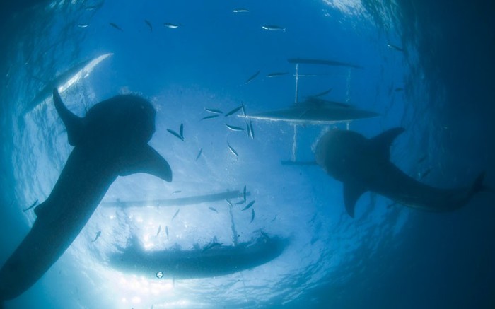 Кормление китовых акул у острова Себу